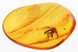 Detailed Fossil Biting Midge (Ceratopogonidae) in Baltic Amber #300736-1